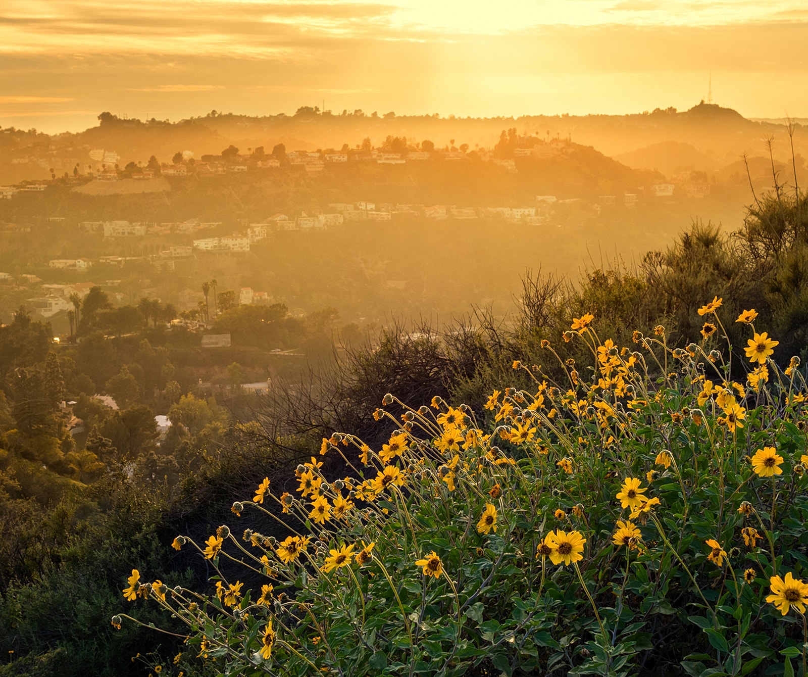 Sunset over hills with blooming yellow flowers.