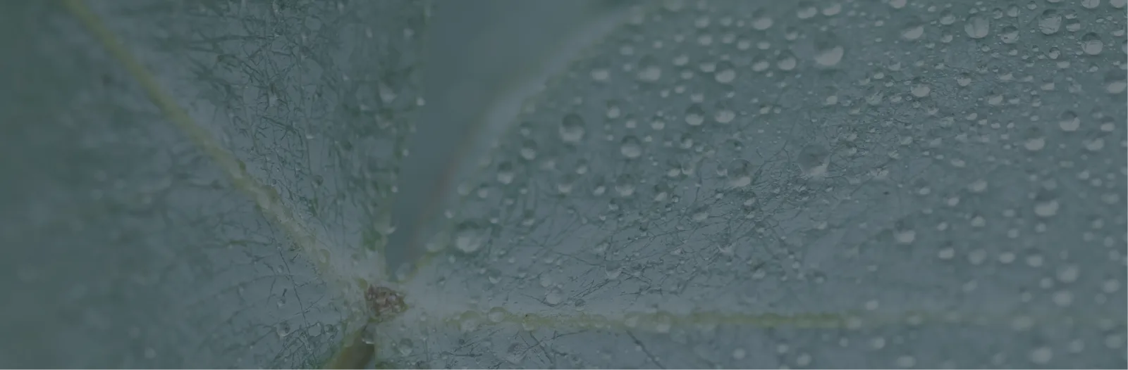Default Form Background Image