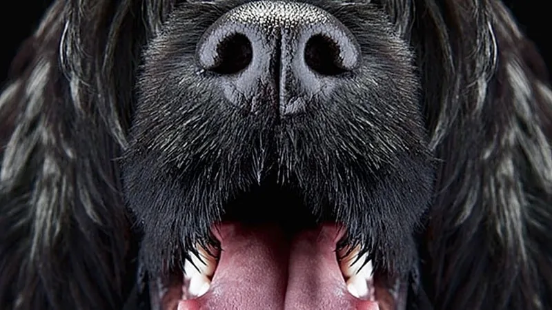 What to Do When You're Allergic to Your Dog